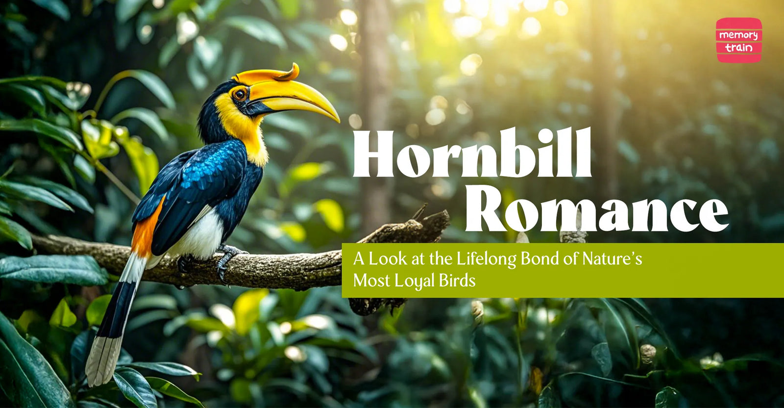 Hornbill Romance: A Look at the Lifelong Bond of Nature’s Most Loyal Birds